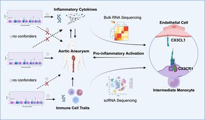 Deciphering the role of CX3CL1-CX3CR1 in aortic aneurysm pathogenesis: insights from Mendelian randomization and transcriptomic analyses